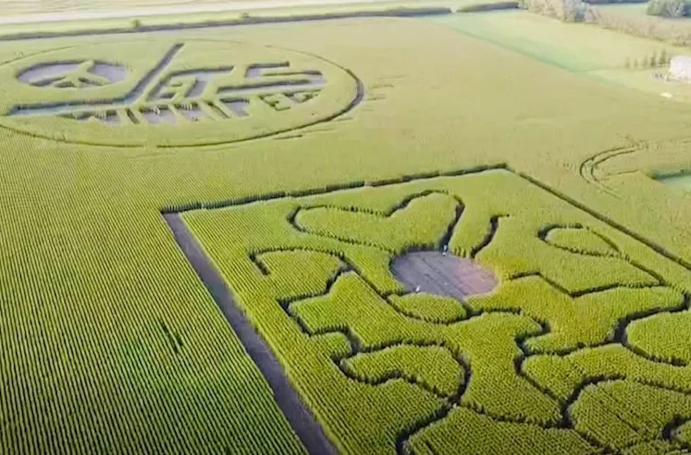 Aerial views reveal the Winnipeg Jets logo planted into a 3-acre section of Riley Jefferies’ corn field near Glenboro. The design, created using GPS technology, caught the attention of the hockey team’s marketing staff. Facebook/Glenboro Corn Maze